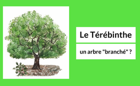 Le térébinthe, un arbre «branché» ?