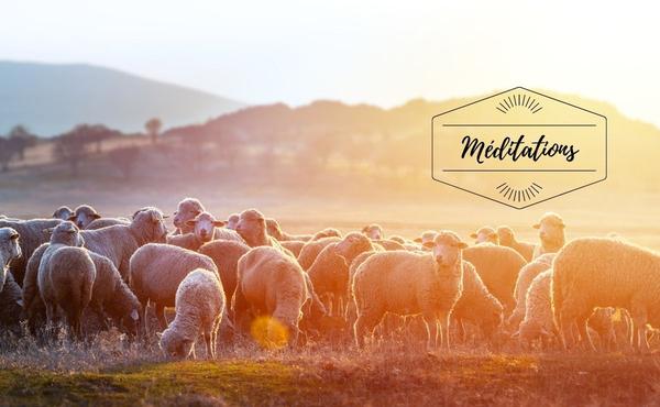Méditation : 4ème dimanche de Pâques
