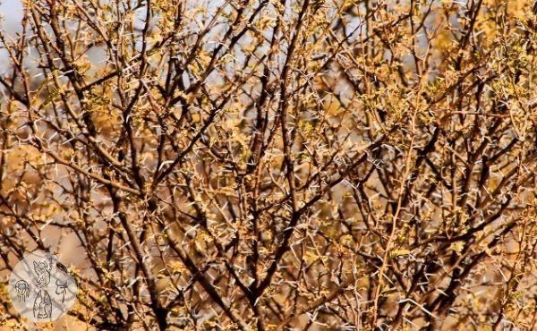 Au fil de l'Évangile de mercredi : dans les ronces