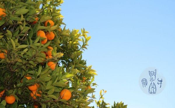 Au fil de l’Évangile de mercredi : On reconnaît un maître à ses fruits