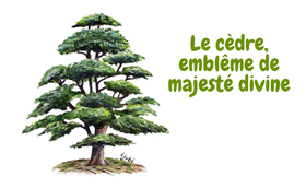 Le cèdre, emblème de majesté divine