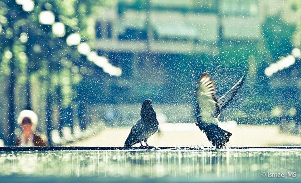 Laudato si’. Un canto de esperanza