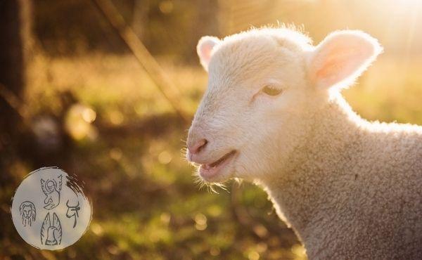 Il Vangelo della domenica: Ecco l'agnello di Dio