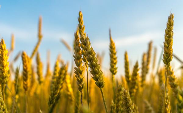 Commentary on the Gospel: The Wheat and the Weeds