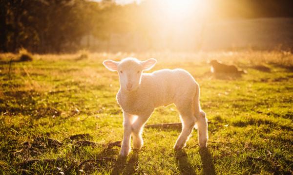 Comentário do evangelho: A ovelha perdida