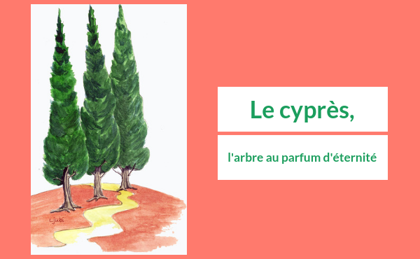Le cyprès, l’arbre au parfum d’éternité