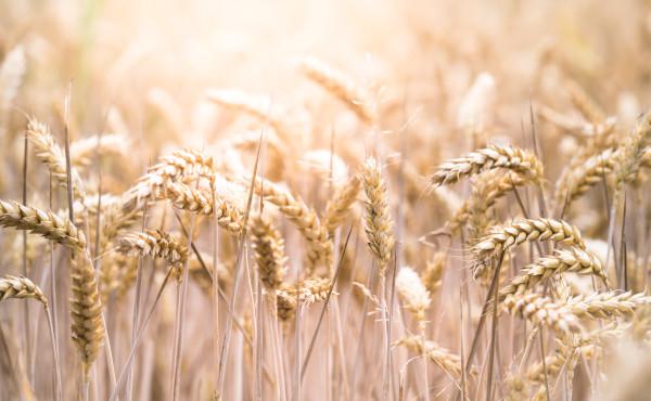 Commento al Vangelo: Il pane del cielo