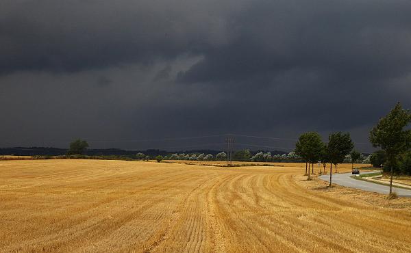 La pluie est arrivée, la récolte était assurée