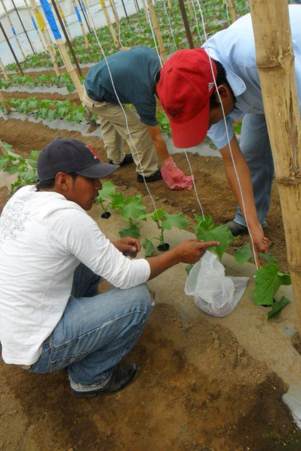 Escuela Agrícola Utz Samaj