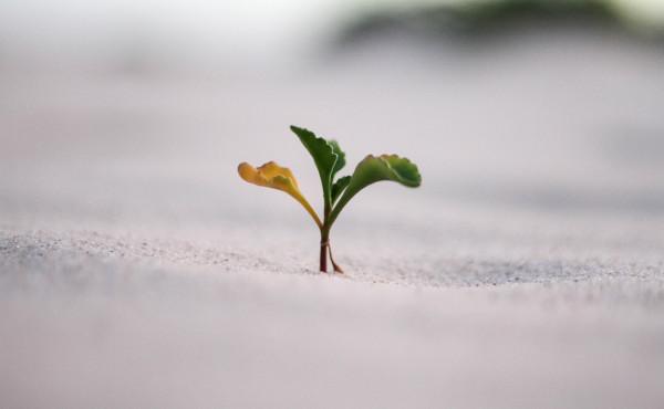 Commento al Vangelo: Essere buona terra