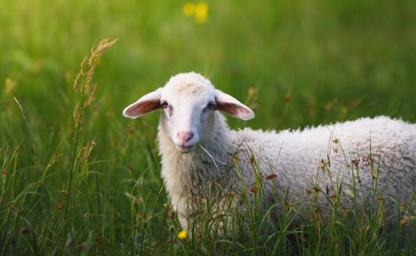 Commentary on the Gospel: The Lamb of God