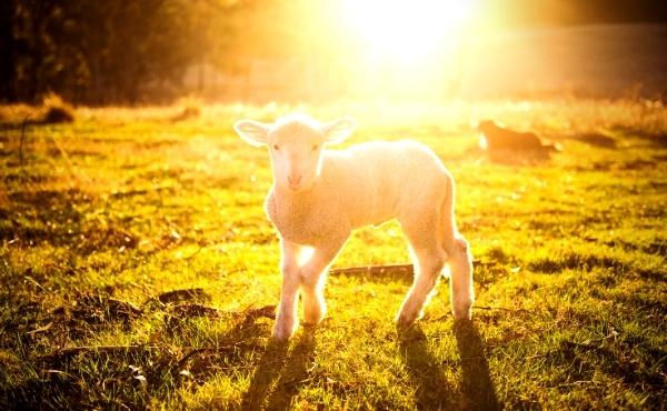 Meditazioni: Domenica di Resurrezione