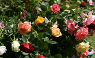 Por entre as rosas beijar a Cruz