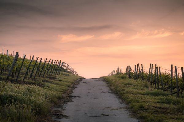Lent and Holy Week: The Path to Easter