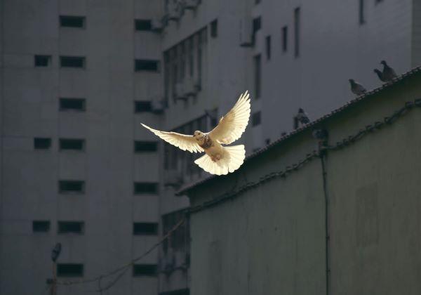 Commentary on the Gospel: "The Paraclete"
