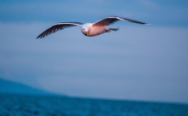 Che cos’è la libertà? La persona è davvero libera?
