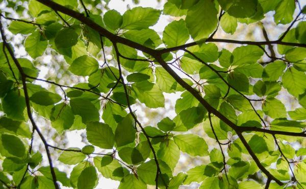 Sotto l’albero di fico