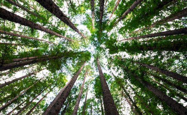 Caring For God's Creation And Everyone In It