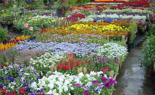 Ser cada dia melhores pais